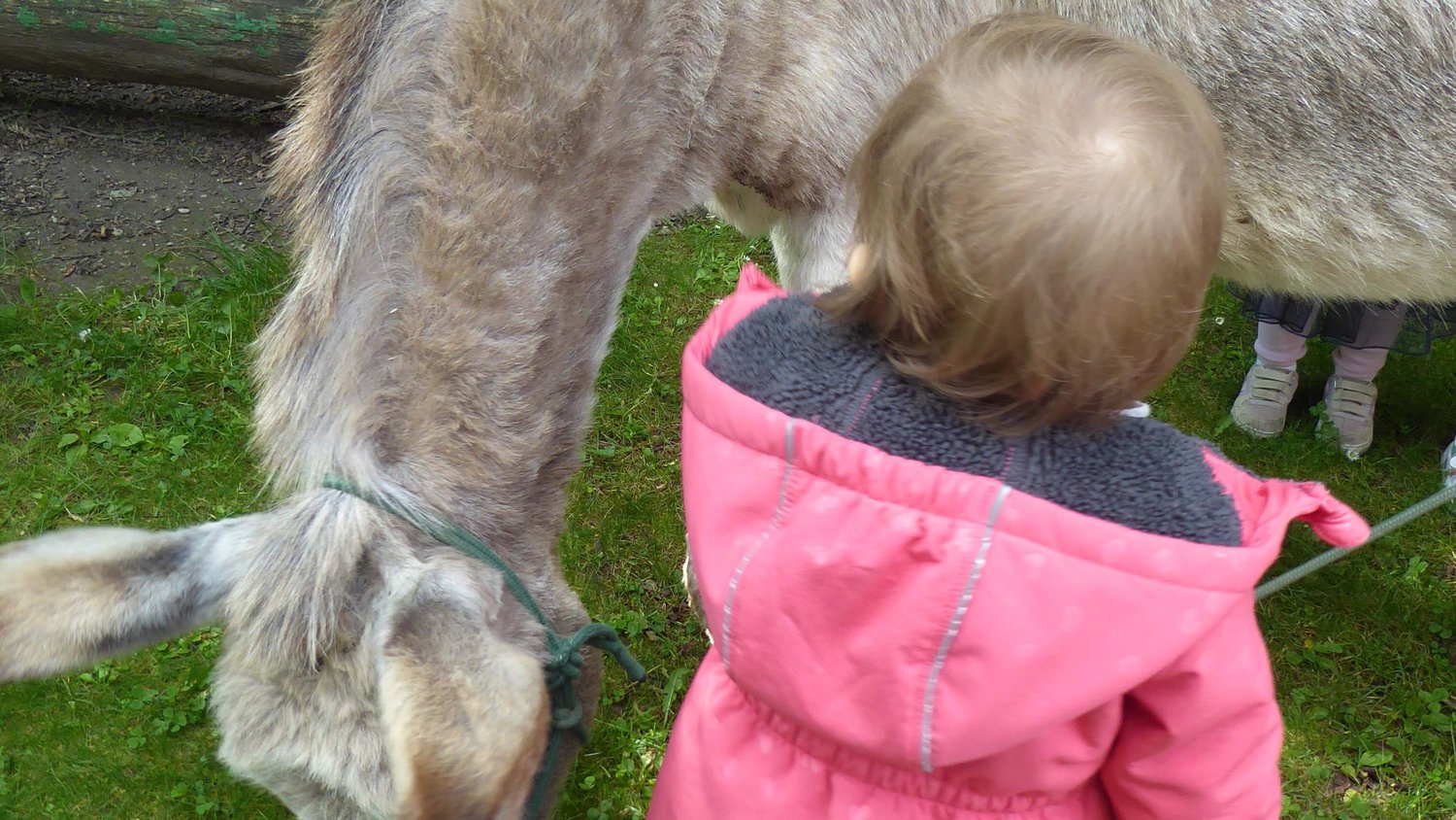 Eselbesuch